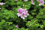 Fragrant Citronella Seeds