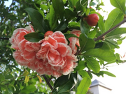 Double Bloom Confederate Rose Seeds