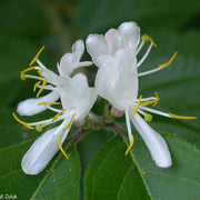 Winter Honeysuckle Seeds