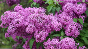 Syringa Vulgaris Lilac Seeds