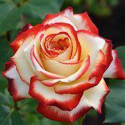 Rosa Seeds, Cherry Parfait