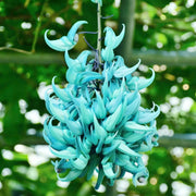 Macrobotrys Strongylodon Seeds