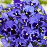 Swiss Giant Pansy Seeds