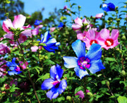 Blue-Pink Hibiscus Seeds