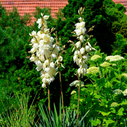 Hardy Yucca Seeds