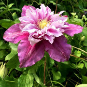 Double White Pink Clematis Seeds