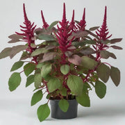 Red Garnet Amaranthus Seeds