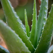 Light Green Aloe Vera Seeds, Herbal