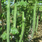 Long Green Snake Gourd Seeds