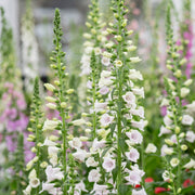 Premium Foxglove Seeds