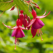 Pink Fuchsia Seeds - Flower Plant