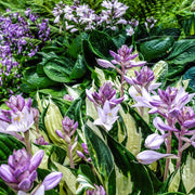 Hosta Seeds, Fire and Ice