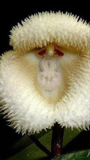 Dracula Simia Monkey Face Orchid Seeds