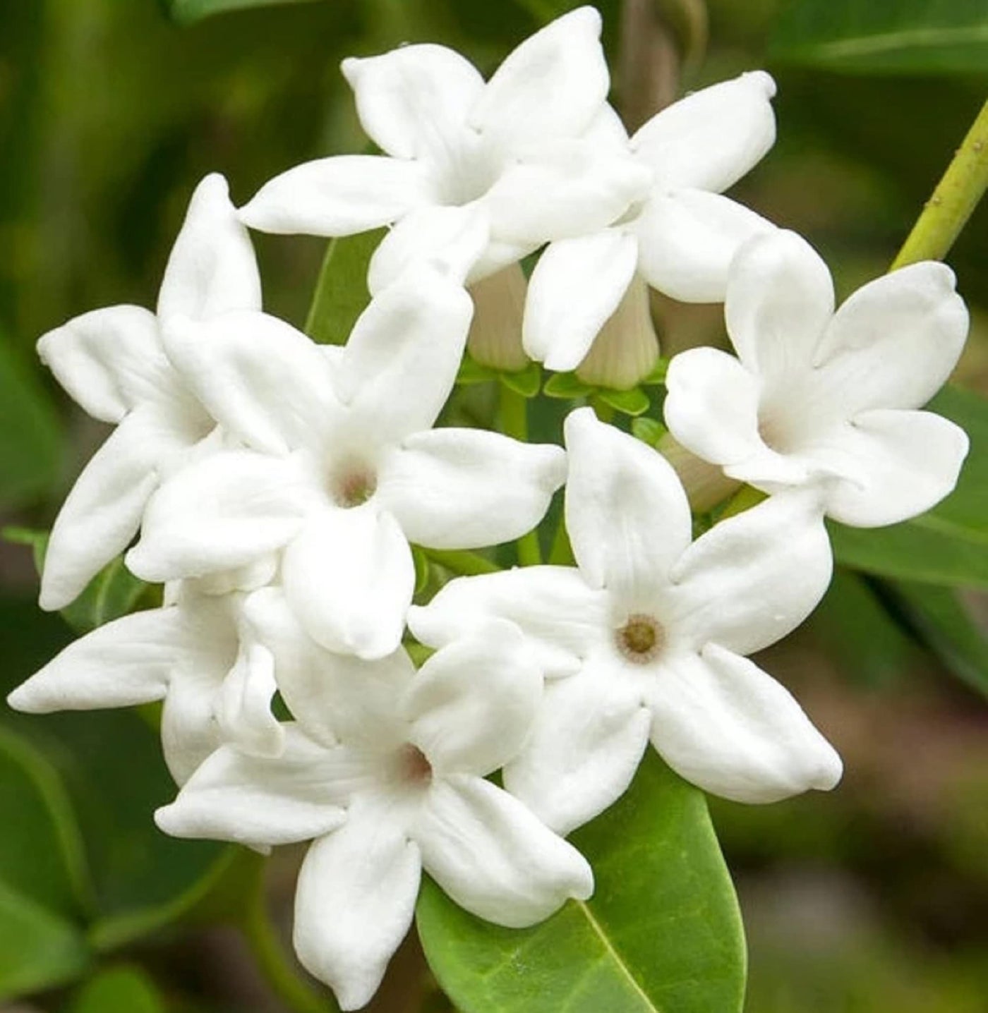 Stephanotis Madagascar Jasmine Seeds