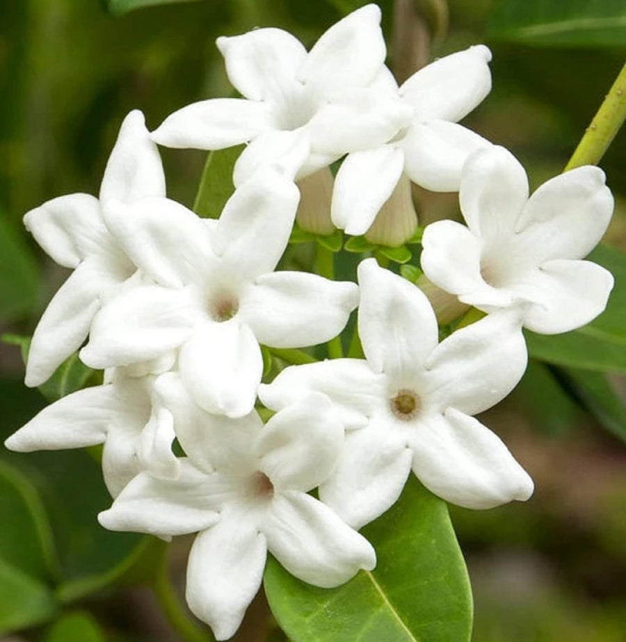 Stephanotis Madagascar Jasmine Seeds