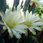 Queen of The Night Seeds
