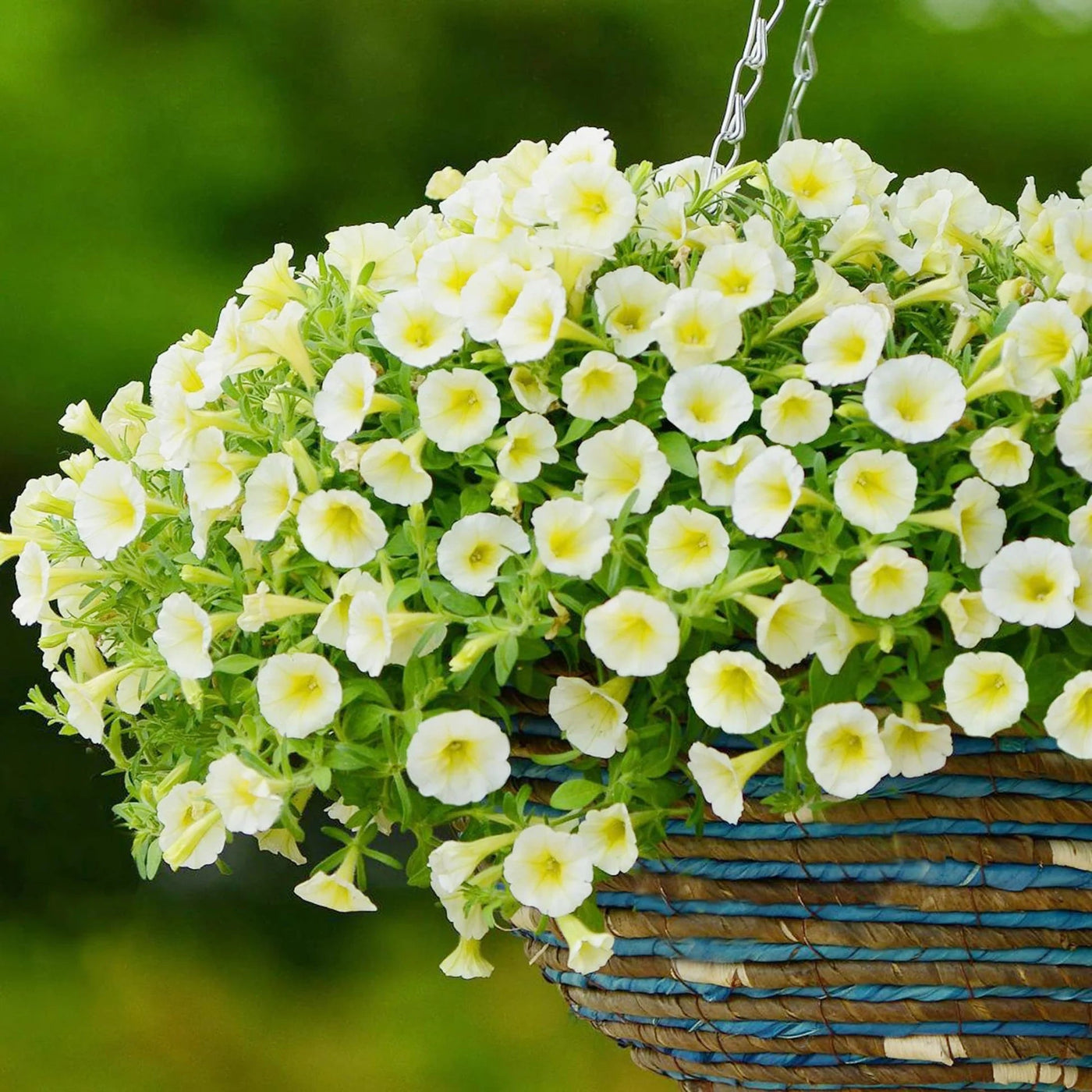 Yellow and White Petunia Seeds