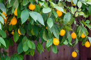 Dwarf Citrus Meyer Lemon Seeds