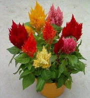 Mixed Wildflower Mix Celosia Argentea Seeds
