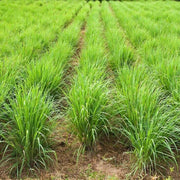 Tall Aromatic Lemongrass Seeds, Herbal