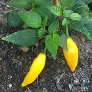 Yellow Aji Limon Pepper Seeds