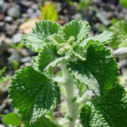 Horehound Seeds, Marrubium Vulgare