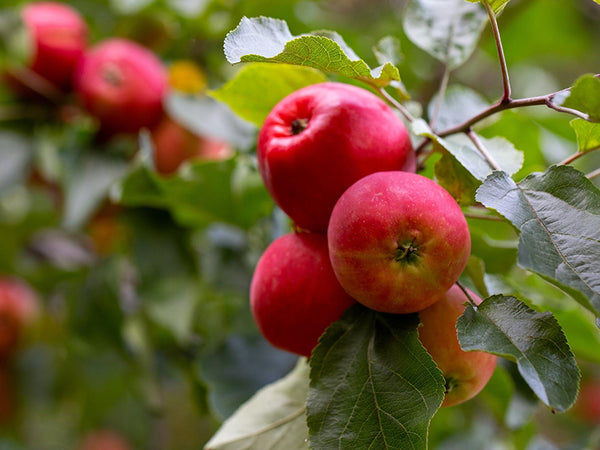 Fruit Seeds