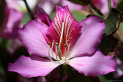 Orchid Seeds, Bauhinia Variegata