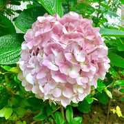 White Pink Hydrangea Seeds