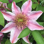 Empress Clematis Seeds