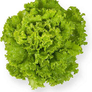 Lactuca Sativa Lettuce Seeds