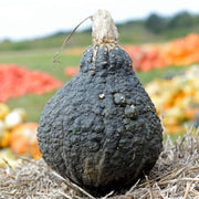 Table King Acorn Squash Seeds