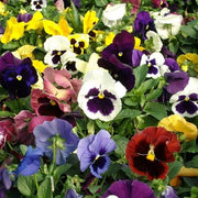 Viola Tricolor Mixed Colors Seeds