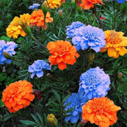Blue and Yellow Marigold Seeds