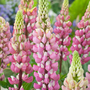 Pink & White Lupine Seeds