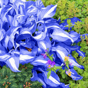 Hosta Seeds, Blue and White