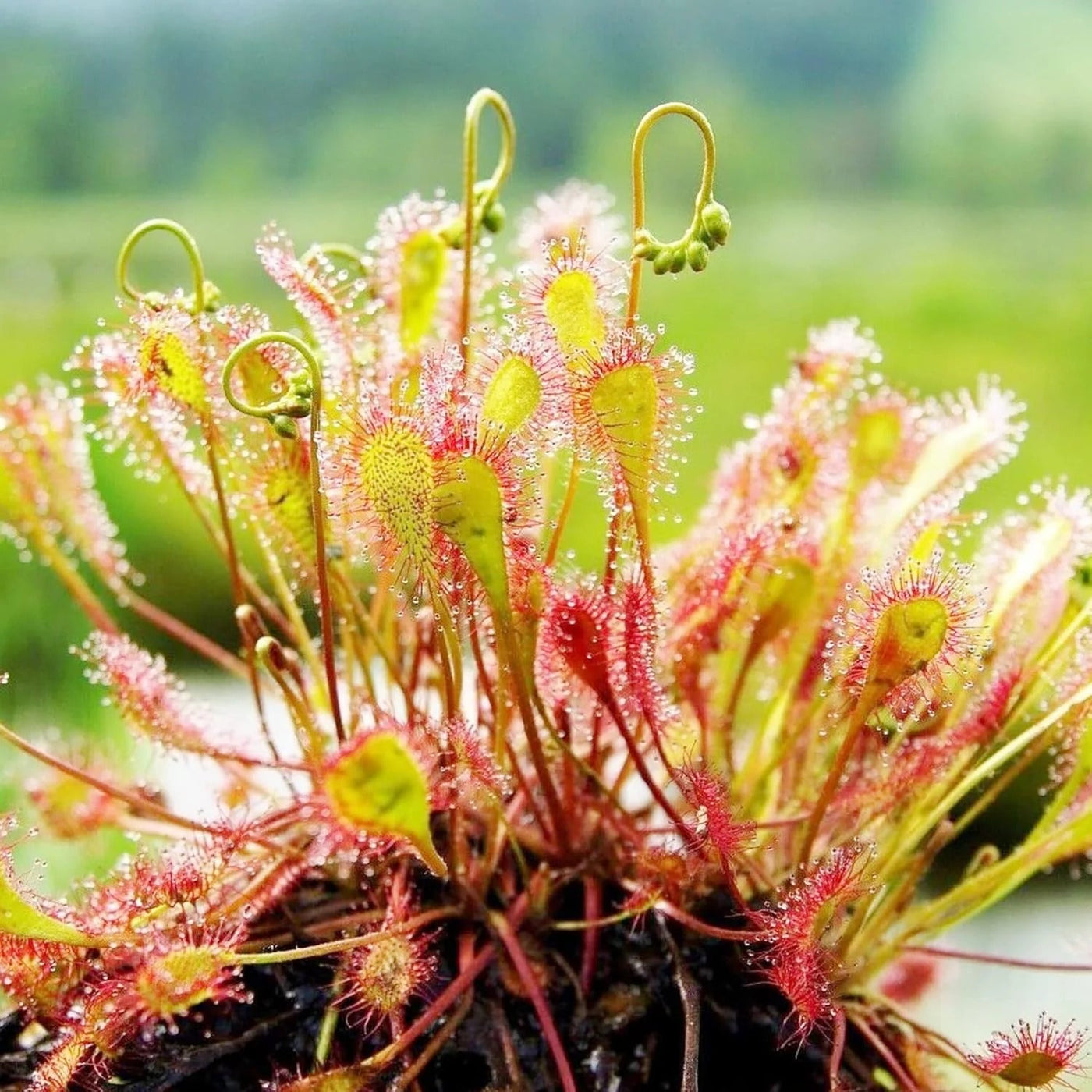 Drosera Capensis Sundew Seeds, Herbal