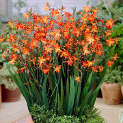 Wildflower Crocosmia Seeds