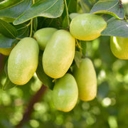 Simmondsia chinensis Jojoba Seeds