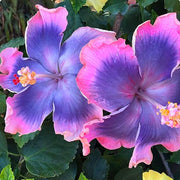 Pink Seeds, Purple & Blue Hibiscus