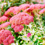 Showy Stonecrop Sedum Seeds