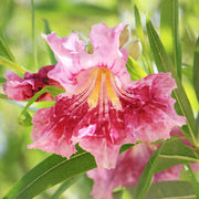 Drought Desert Willow Seeds
