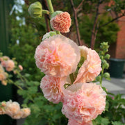 Apricot Peach Parfait Seeds