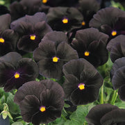 Drought Tolerant Black Pansy Seeds
