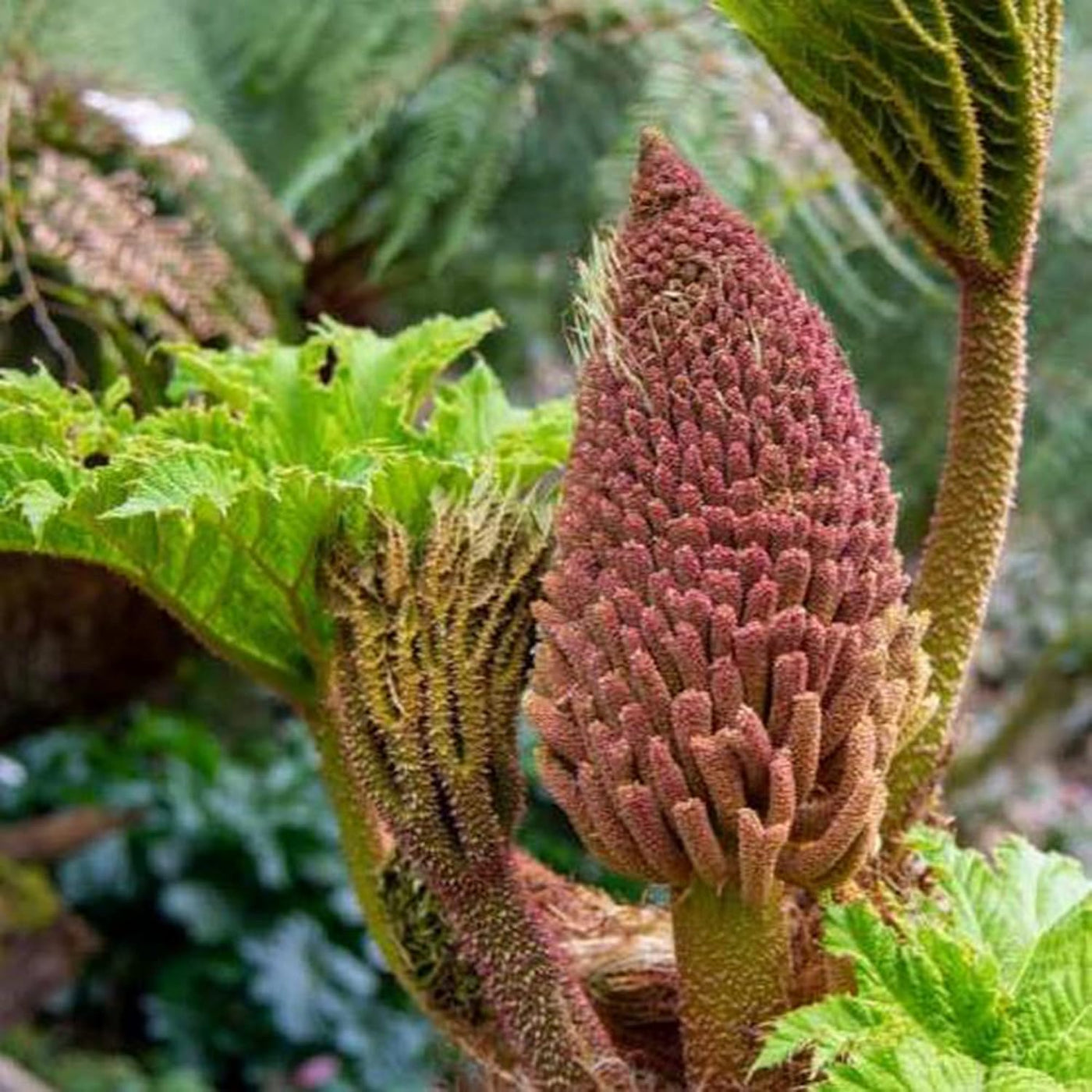 Giant Rhubarb Seeds, Herbal