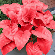 Red Perennial Hosta Seeds