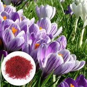 Crocus Sativus Saffron Seeds
