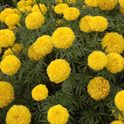 Outdoor Marigold Seeds