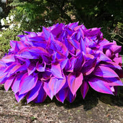 Hosta Seeds, Blue and Purple