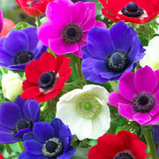 Anemone Seeds - for Home Gardens Seeds